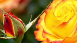 The Last Rose of Summer op.105