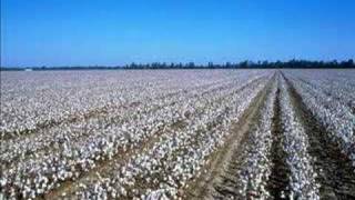 Cottonfields